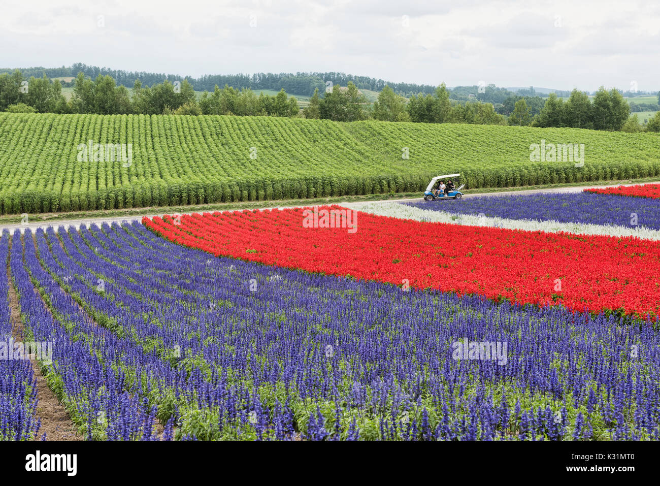Colorful fields of scarlet sage and Lamiaceae at the flower fields of Shikisai no Oka, Hokkaido, Japan Stock Photo