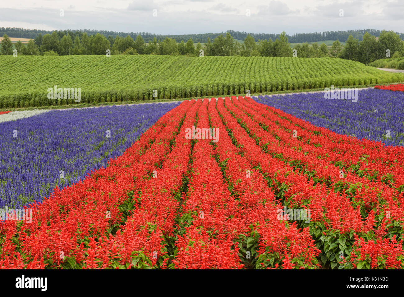 Colorful fields of scarlet sage and Lamiaceae at the flower fields of Shikisai no Oka, Hokkaido, Japan Stock Photo