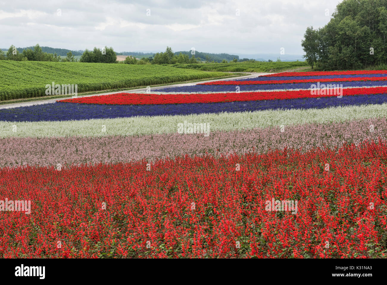 Rainbow fields of snapdragons, Lamiaceae, and scarlet sage at the flower fields of Shikisai no Oka, Hokkaido, Japan Stock Photo