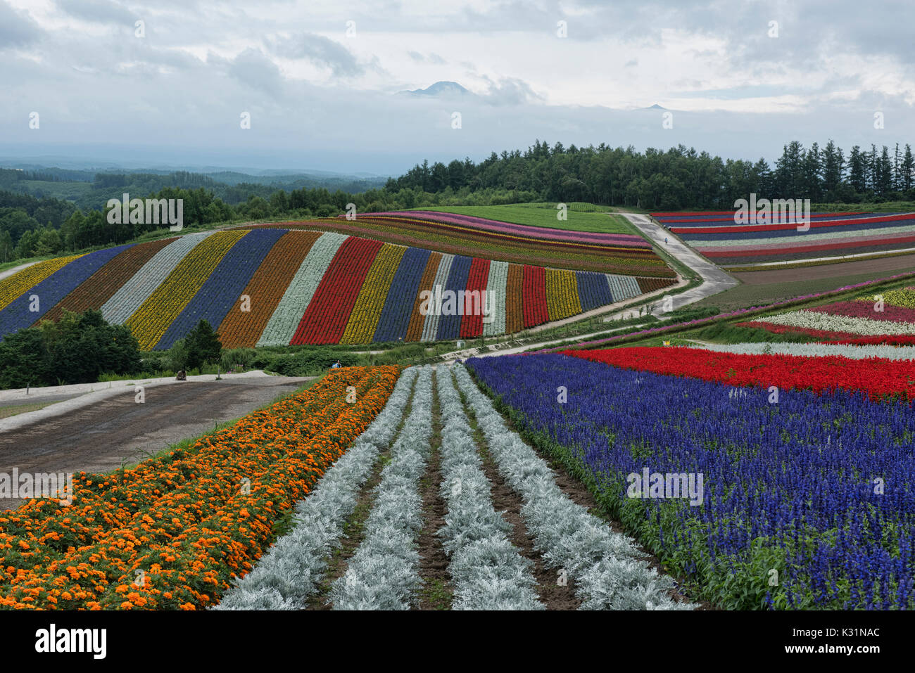 Rainbow fields of silver dust, marigolds, and sage at the flower fields of Shikisai no Oka, Hokkaido, Japan Stock Photo