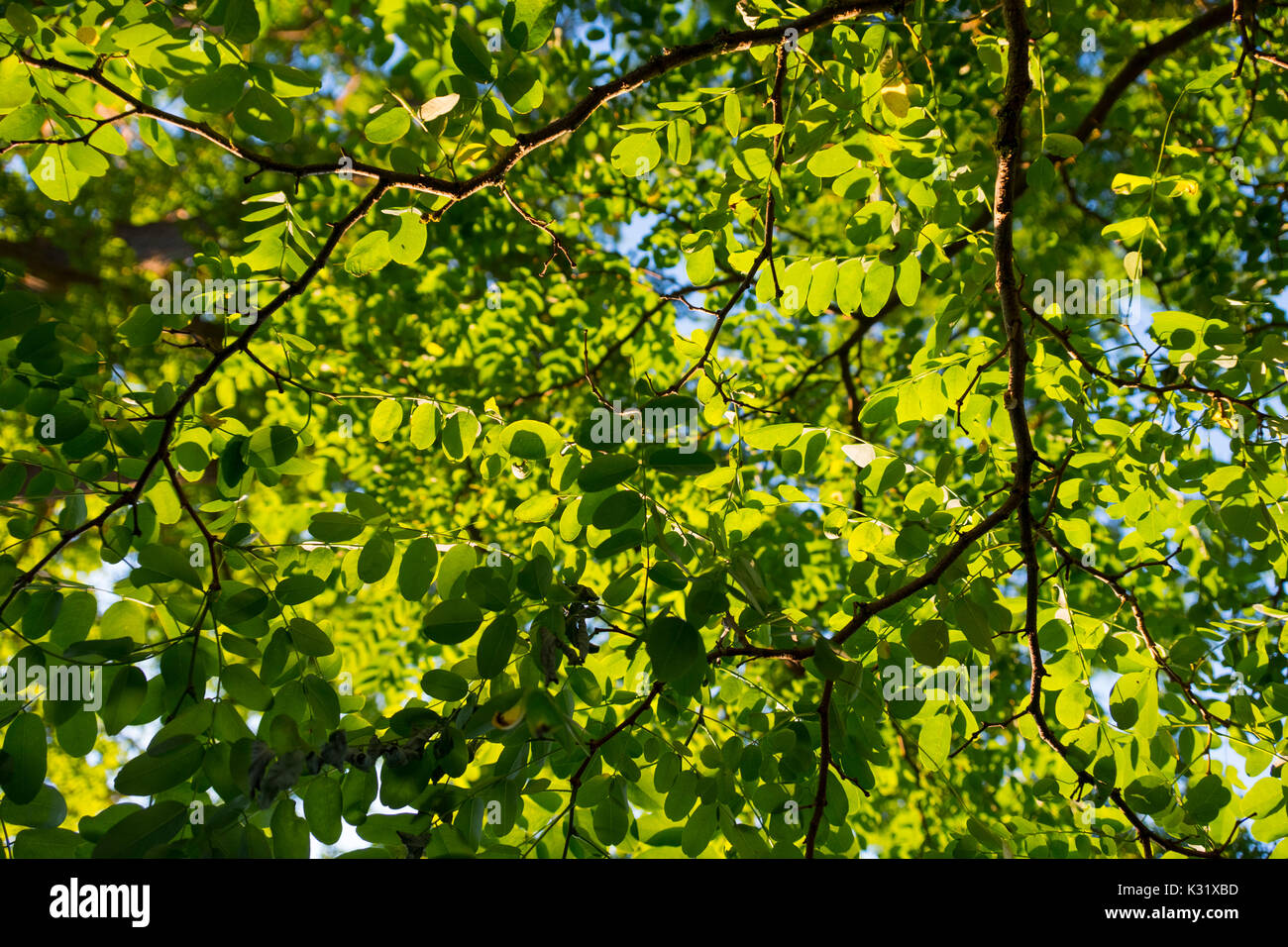 Fresh leaves of acacia tree Stock Photo