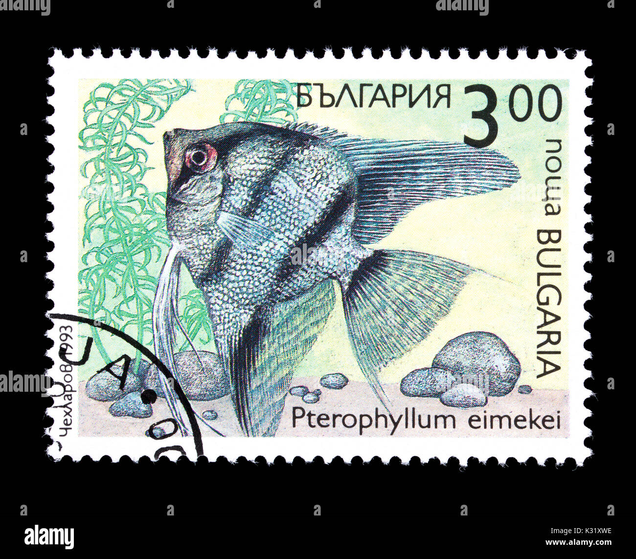 Postage stamp from Bulgaria depicting an angelfish (Pterophyllum eimekei) Stock Photo