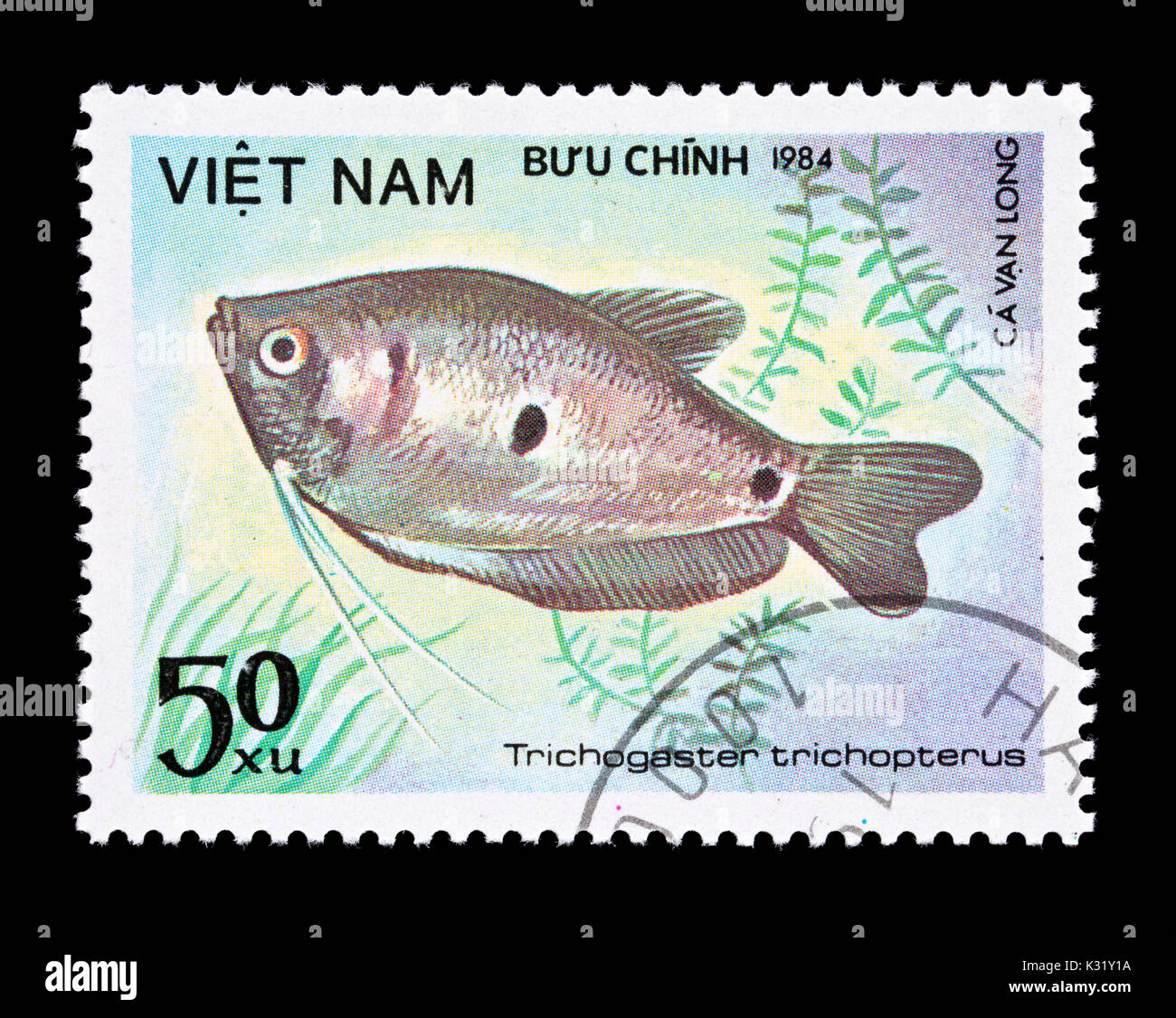 Postage stamp from Vietnam depicting  three spot gourami  (Trichogaster trichopterus) Stock Photo