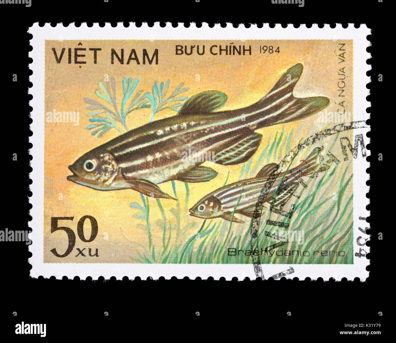 Postage stamp from Vietnam depicting a zebrafish (Danio rerio) Stock Photo