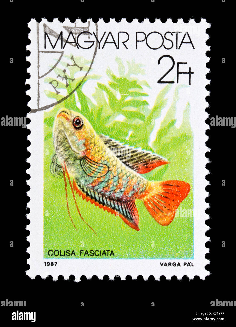 Postage stamp from Hungary depicting banded gourami (Colisa fasciata) Stock Photo