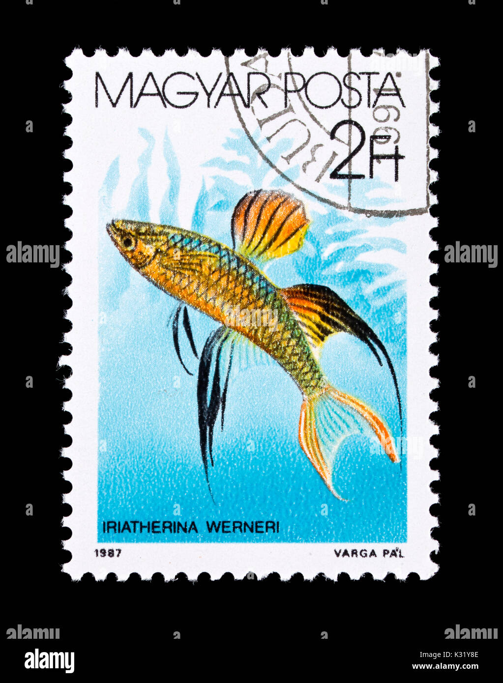 Postage stamp from Hungary depicting threadfin rainbowfish or featherfin rainbowfish (Iriatherina werneri) Stock Photo