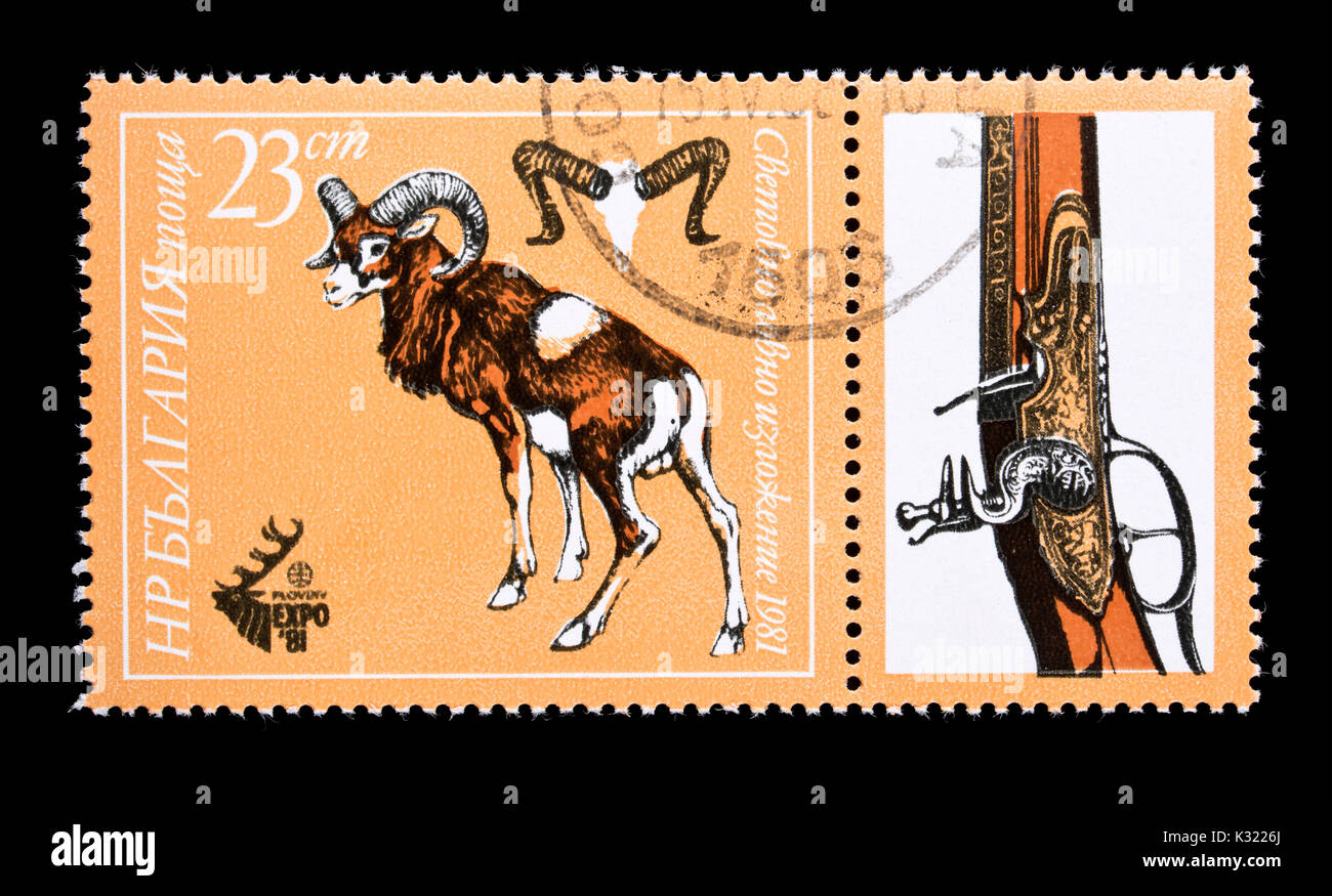 Postage stamp from Bulgaria depicting a mouflon and an antique hunting firearm. Stock Photo