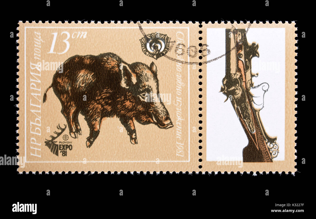Postage stamp from Bulgaria depicting a wild boar and an antique firearm. Stock Photo