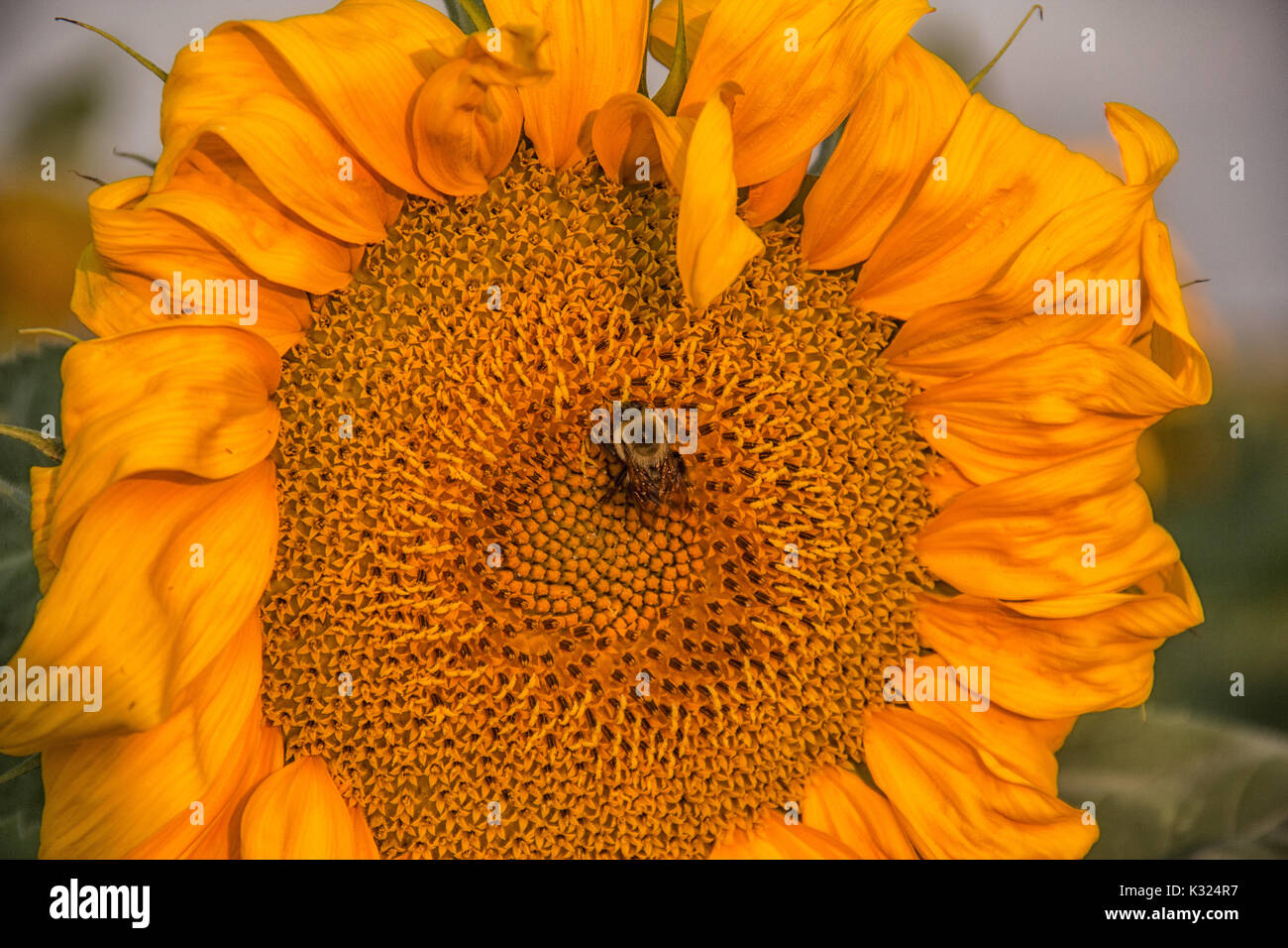 Seedless sunflower hires stock photography and images Alamy