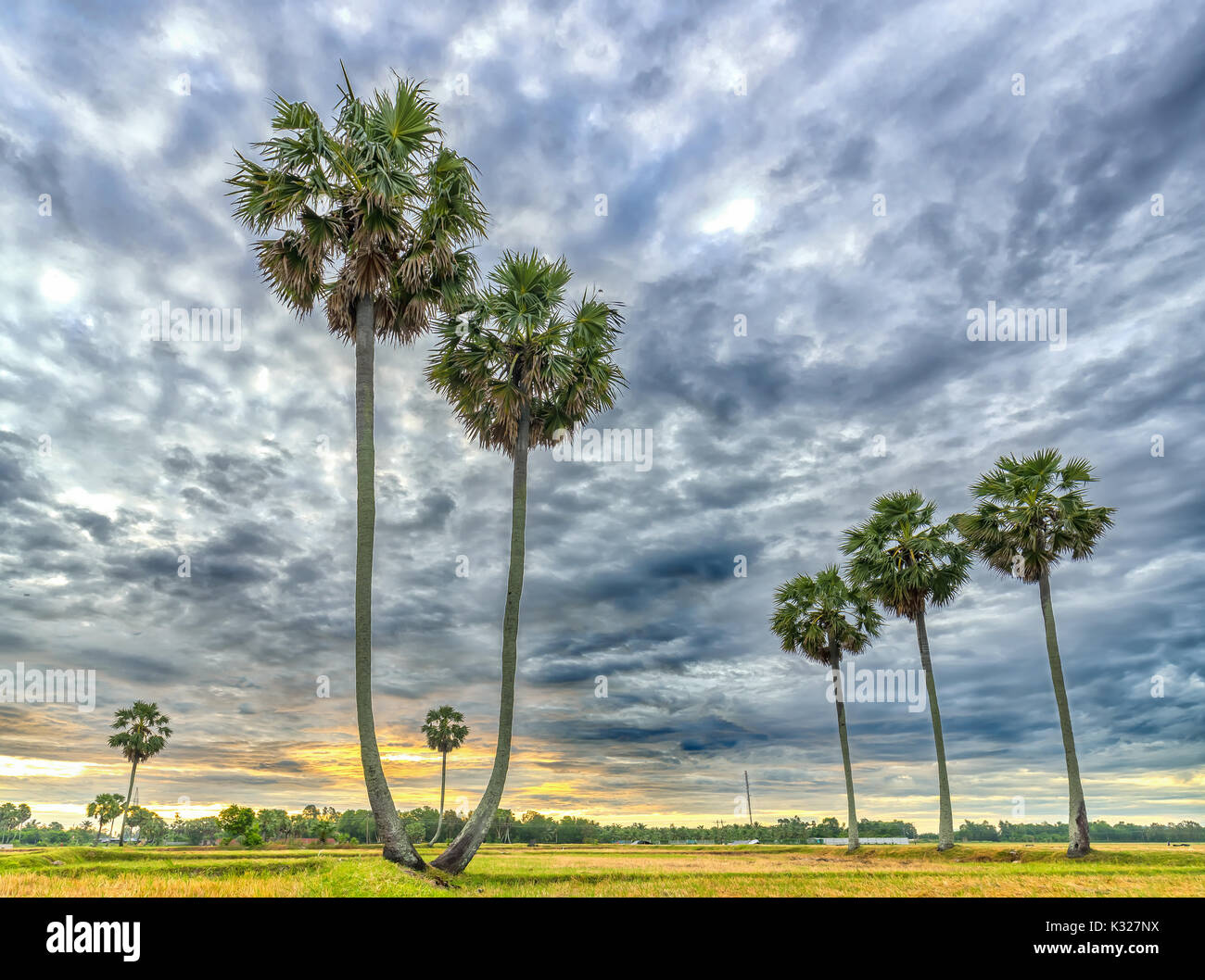 Large Grass Land Palm Trees High Resolution Stock Photography and ...
