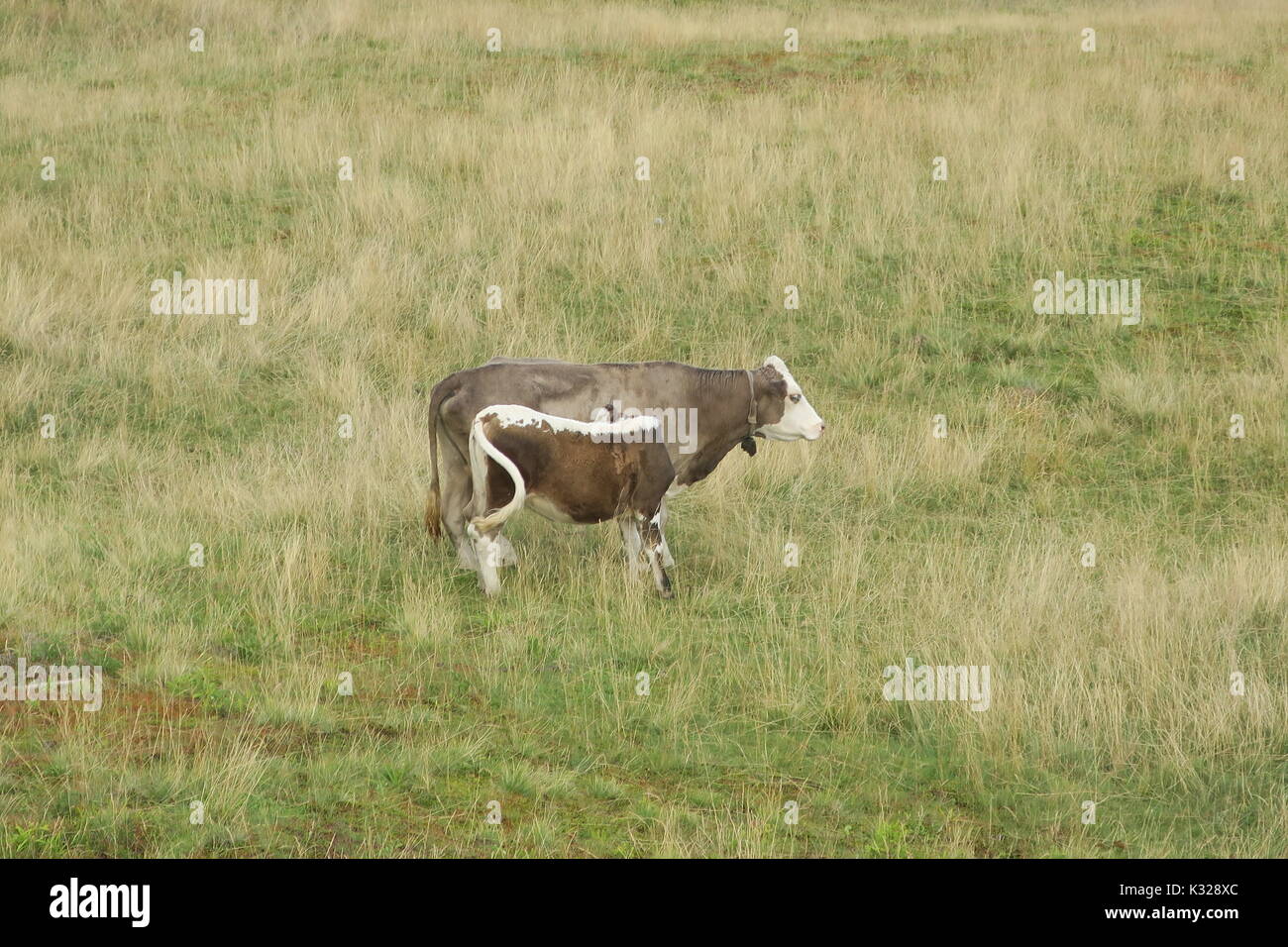 Europe cow old romanian traditonal hi-res stock photography and images -  Alamy