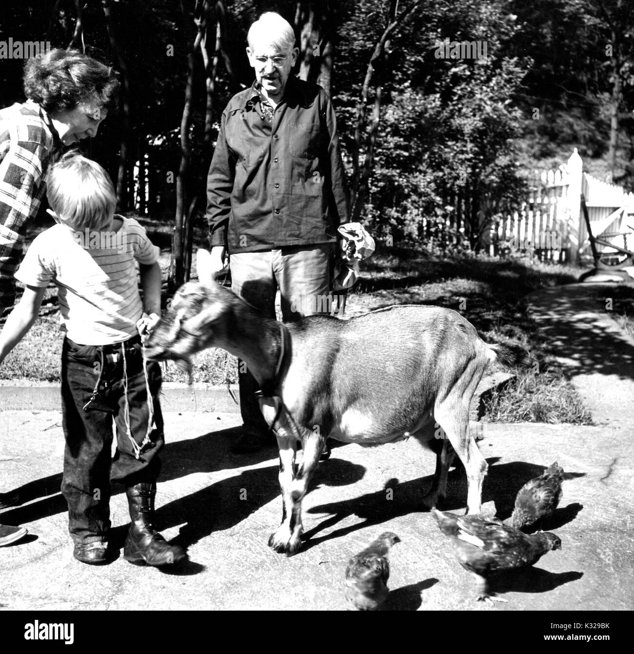 Candid portrait of American philosopher, psychologist, and educational reformer John Dewey standing on a path outside feeding a goat with his wife and son, 1946. Stock Photo
