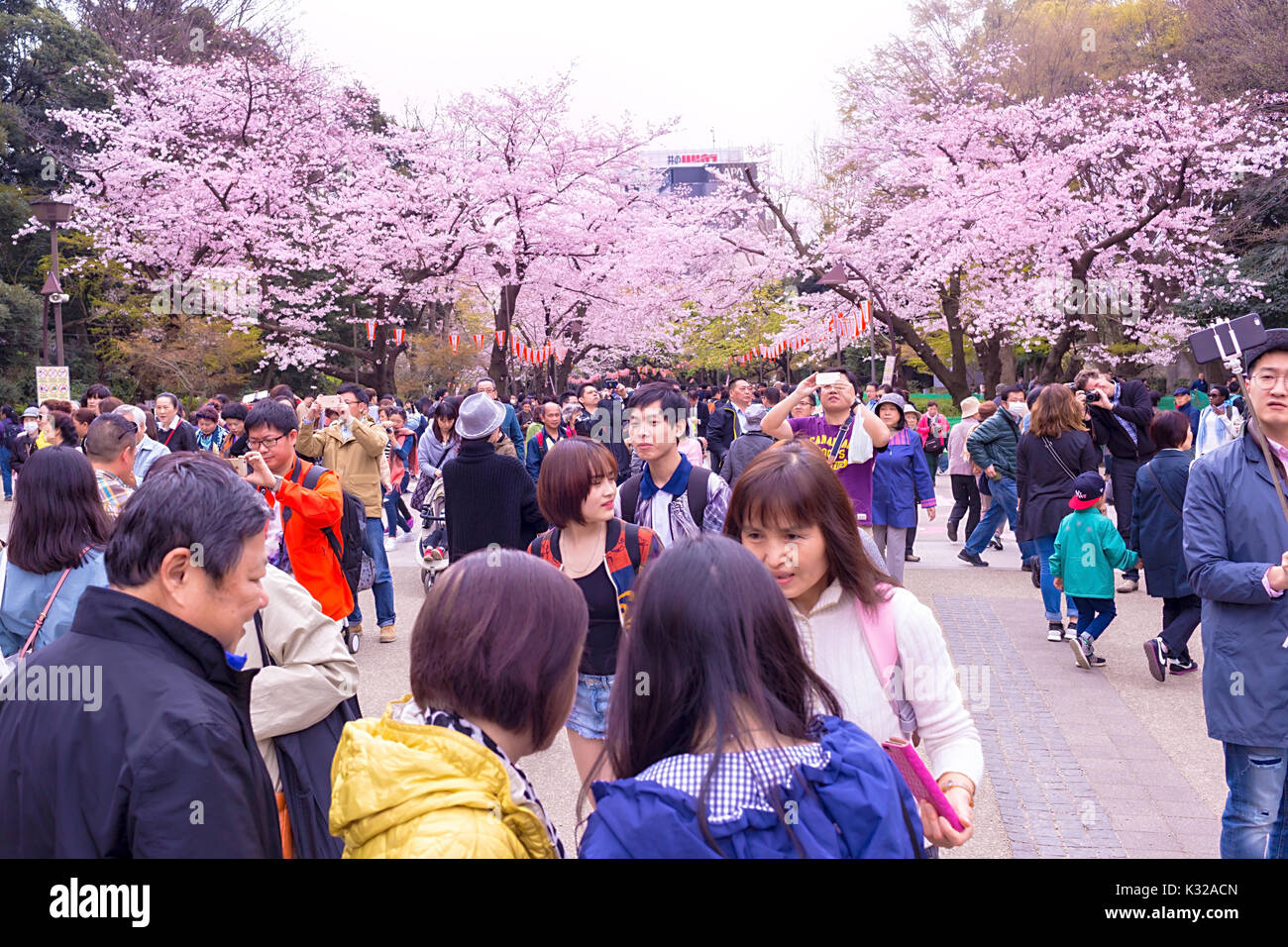 Sakura blossoms in Tokyo Stock Photo - Alamy