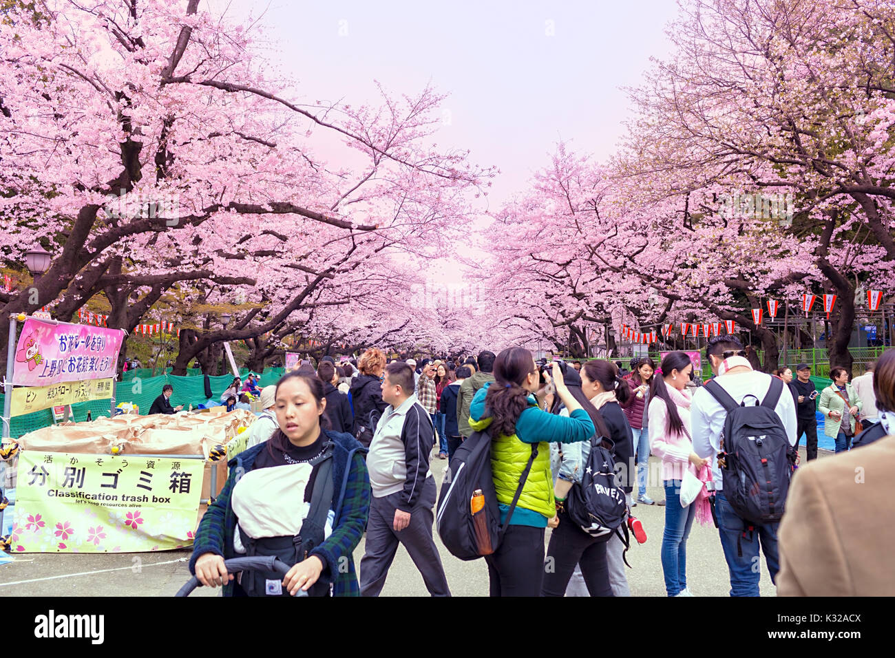 Sakura blossoms in Tokyo Stock Photo - Alamy