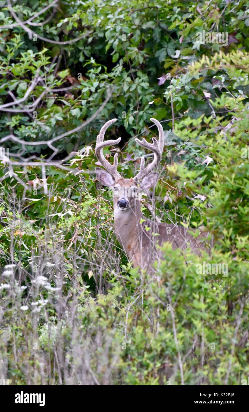Whitetailed buck deer (Odocoileus virginianus Stock Photo Alamy