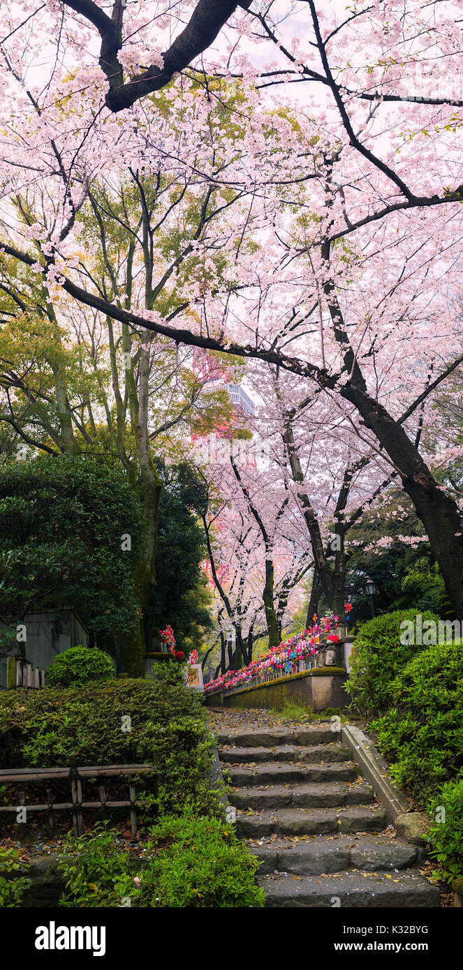 Sakura blossoms in Tokyo Stock Photo Alamy