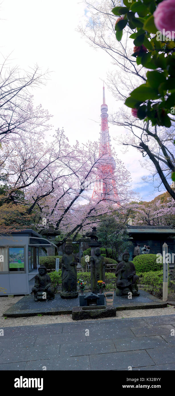 Sakura blossoms in Tokyo Stock Photo - Alamy