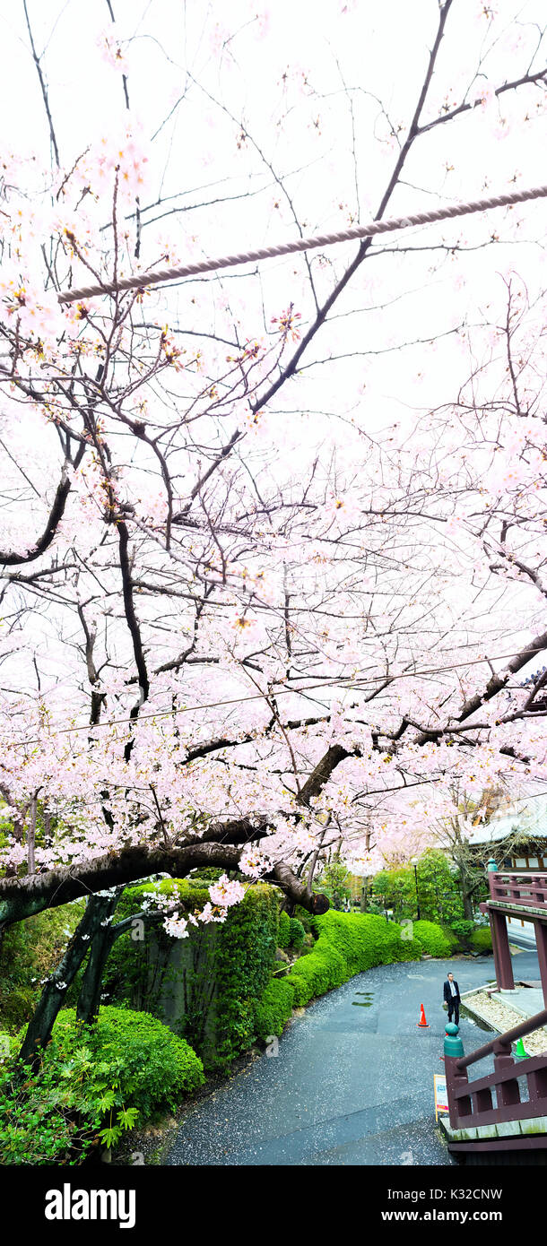 Sakura blossoms in Tokyo Stock Photo - Alamy
