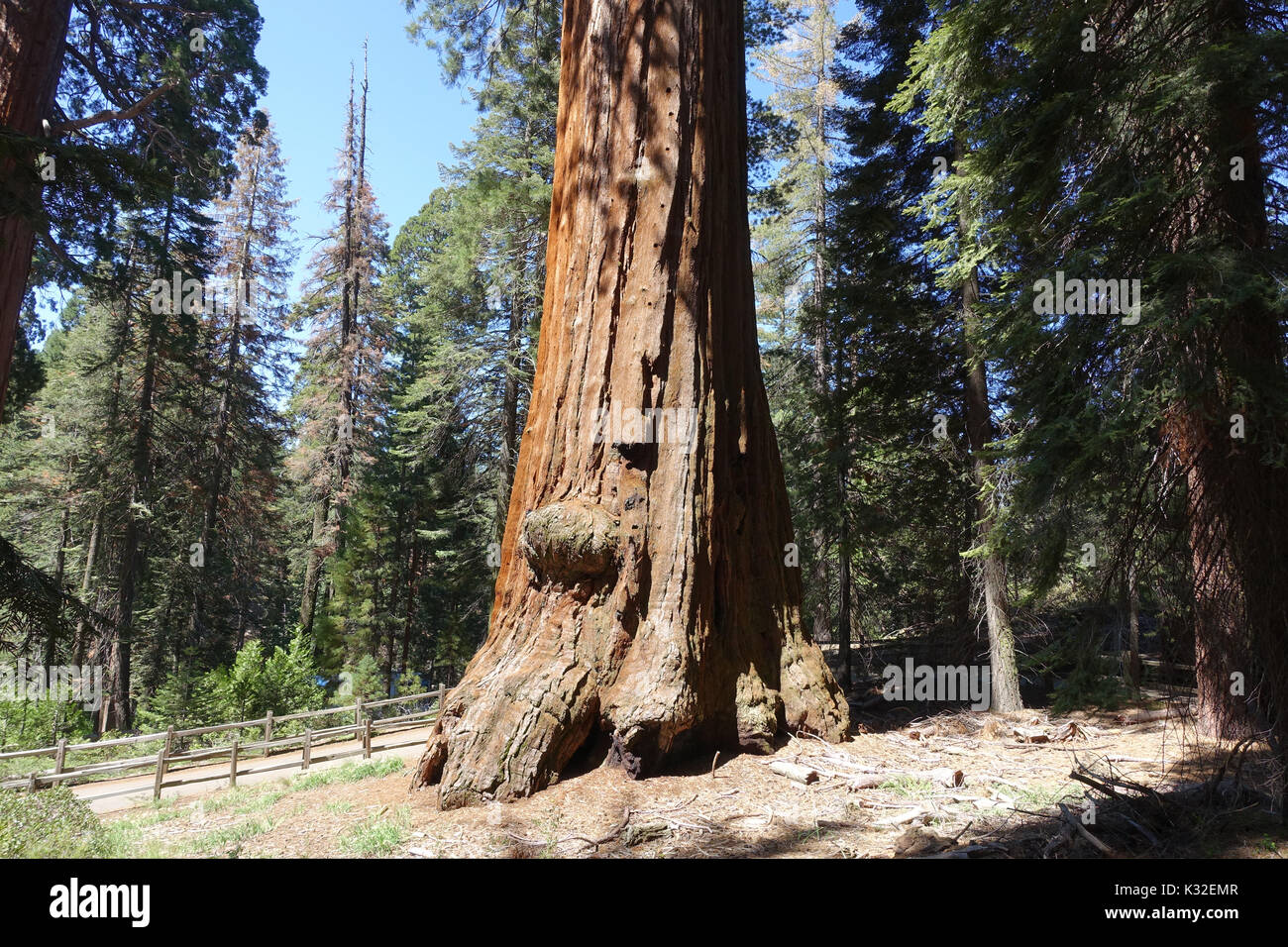 General Grant Grove At Over 260 Feet Tall 107 Feet Around And Approximately 2 000 Years In Age The General Grant Tree Is The Second Largest Tree Stock Photo Alamy