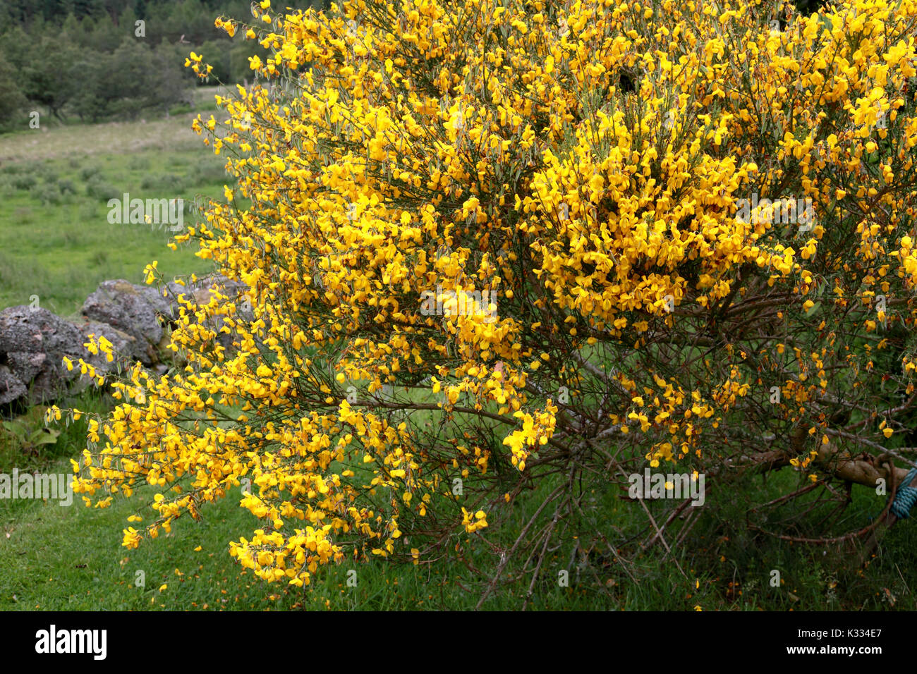 A gorse bush in the Scottish Highlands Stock Photo