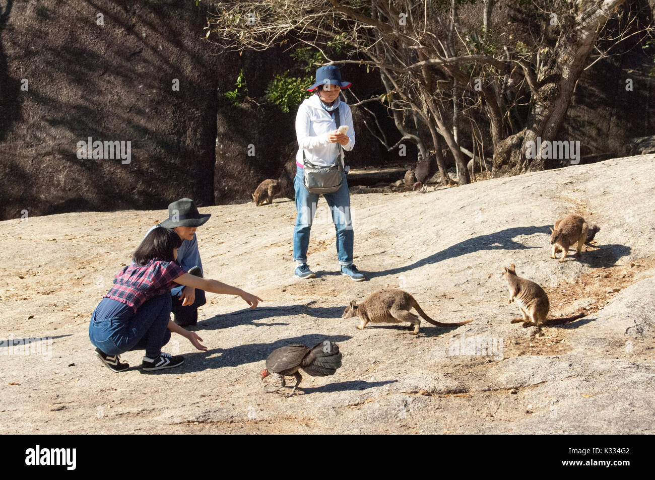 Chinese tourists looking at endangered Mareeba Unadorned Rock Wallaby (Petrogale inornata, Mareeba race), Granite Gorge Nature Park, Atherton Tablelan Stock Photo