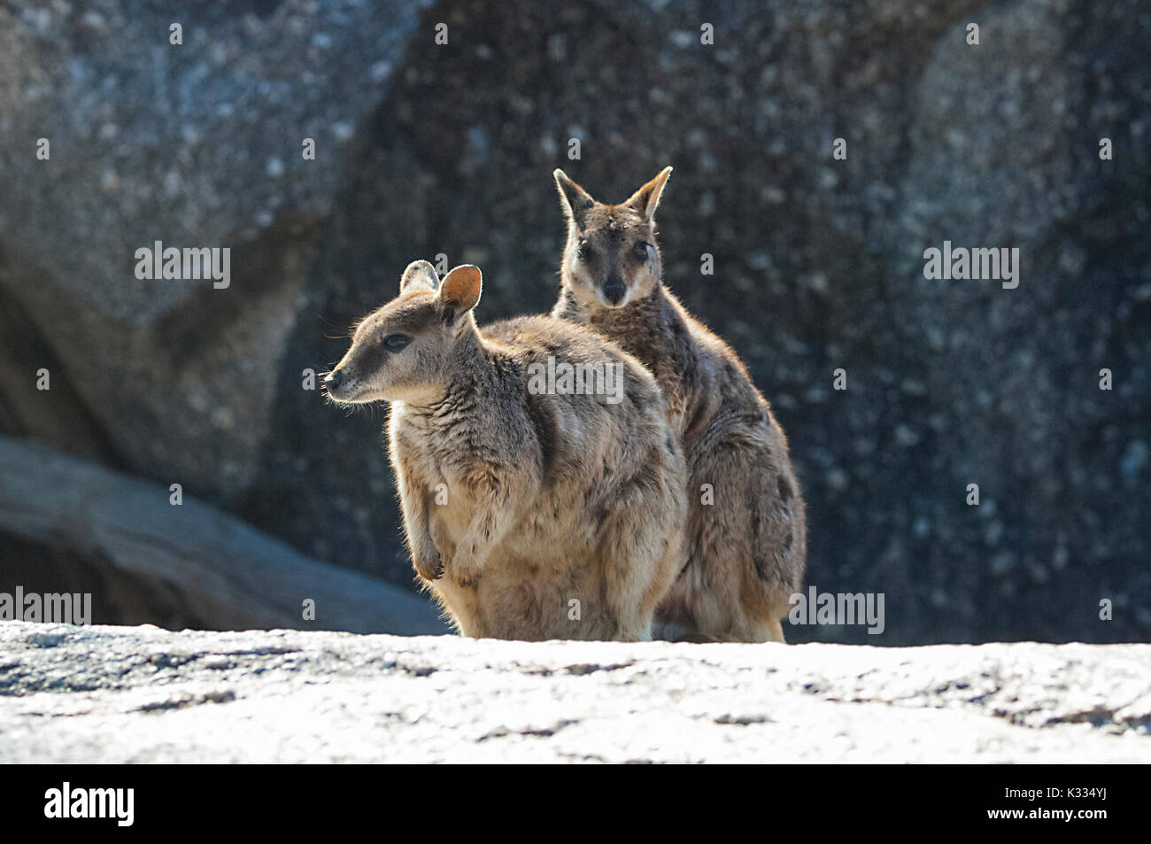 Endangered Mareeba Unadorned Rock Wallabies (Petrogale inornata, Mareeba race), Granite Gorge Nature Park, Atherton Tablelands, Far North Queensland,  Stock Photo