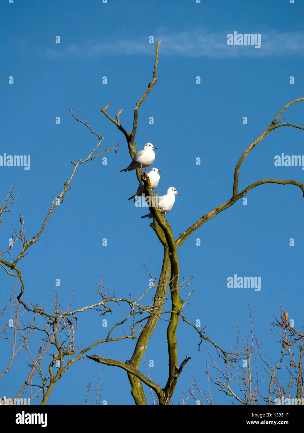 Row of three adult black-headed gulls (Chroicocephalus ridibundus) in winter plumage perched on tree branch with blue sky in background, Derbyshire,UK Stock Photo