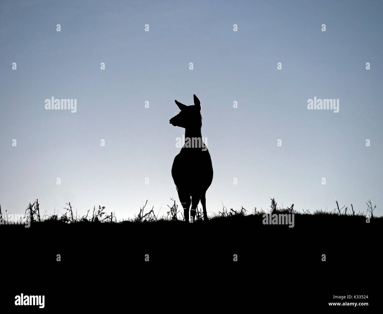 Backlit silhouette of lone standing Red Deer hind (Dama dama) on skyline against blue sky, Derbyshire, UK Stock Photo