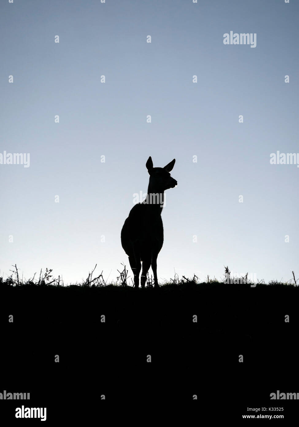 Backlit silhouette of lone standing Red Deer hind (Dama dama) on skyline against blue sky, Leicestershire, UK Stock Photo