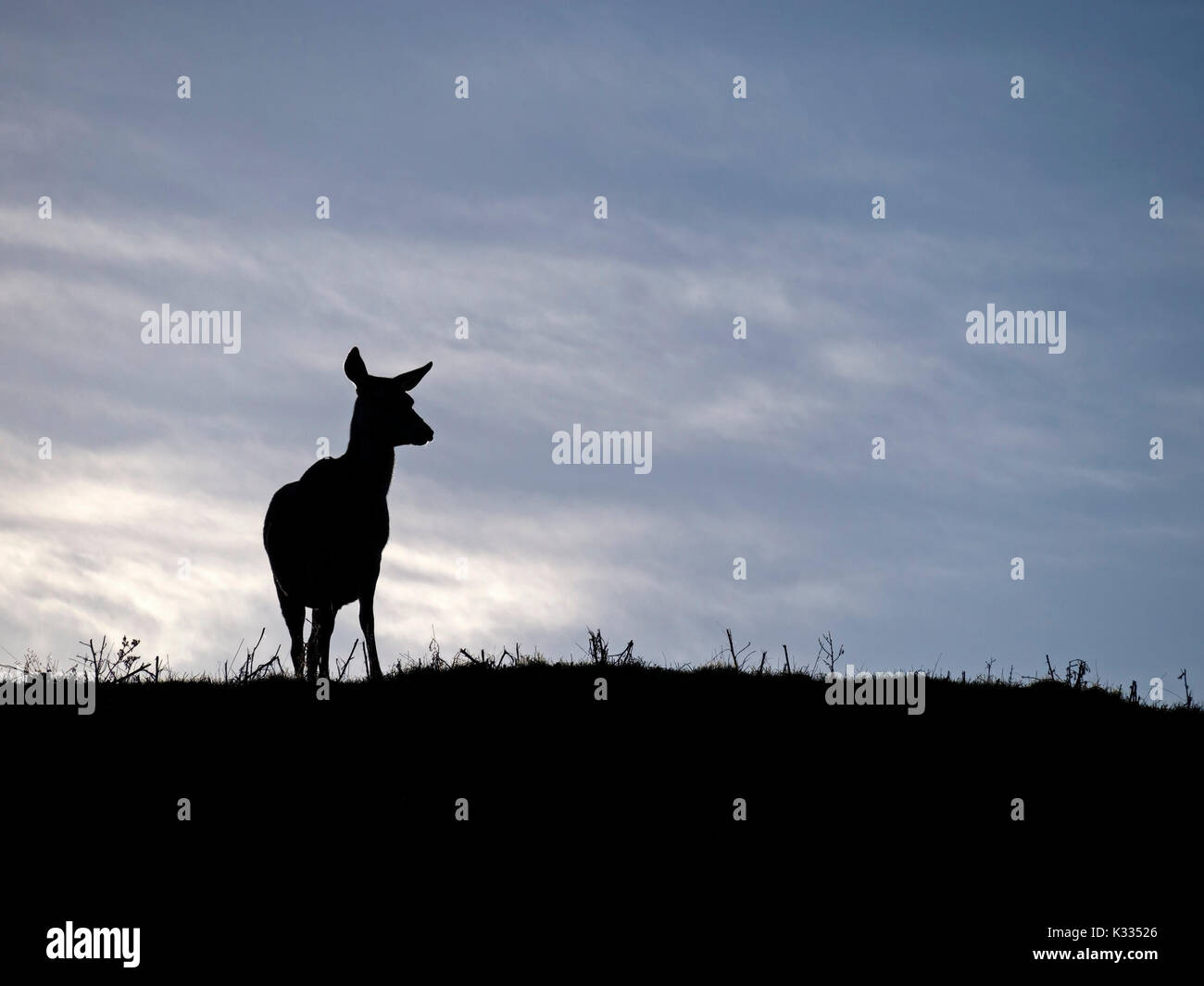 Backlit silhouette of lone standing Red Deer hind (Cervus elaphus) on skyline against blue sky, Derbyshire, UK Stock Photo