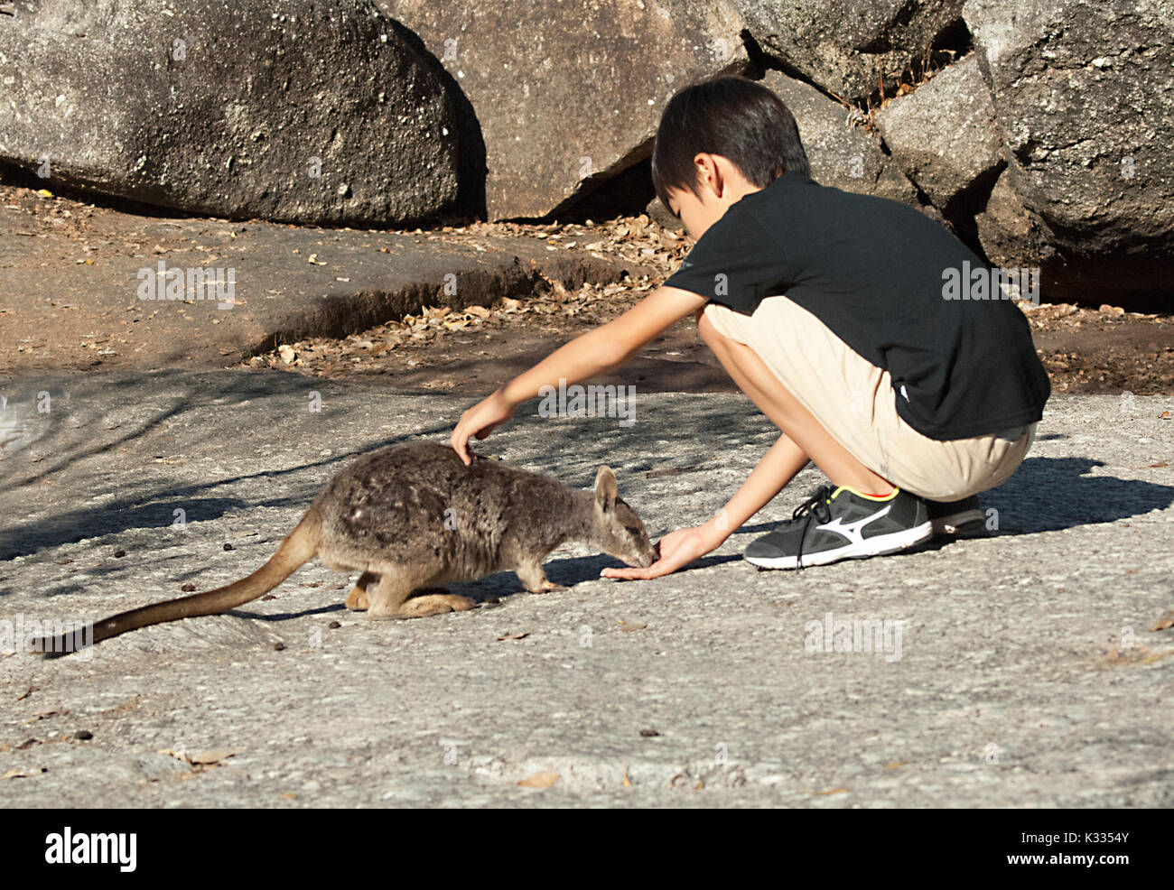 Young boy feeding endangered Mareeba Unadorned Rock Wallaby (Petrogale inornata, Mareeba race), Granite Gorge Nature Park, Atherton Tablelands, Far No Stock Photo