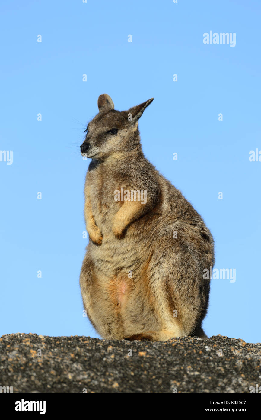 Petrogale inornata hires stock photography and images Alamy