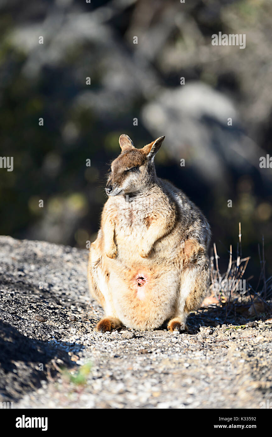 Female endangered Mareeba Unadorned Rock Wallabies (Petrogale inornata, Mareeba race) with a joey peeping from her poach, Granite Gorge Nature Park, A Stock Photo