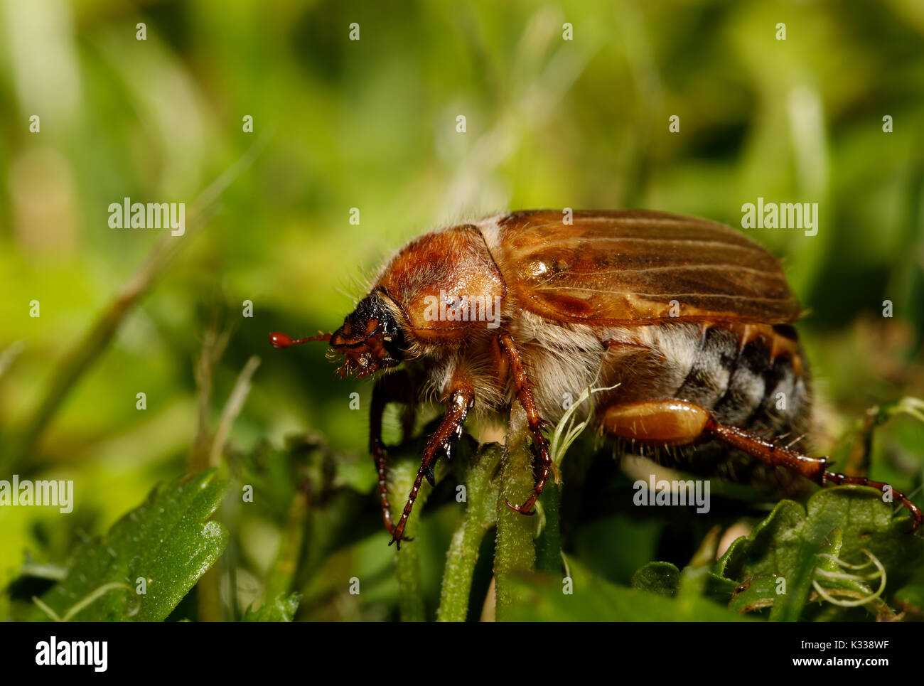 Common Cockchafer (Melolontha melolontha), known as a May bug or Doodlebug. European beetle pest in Summer Stock Photo