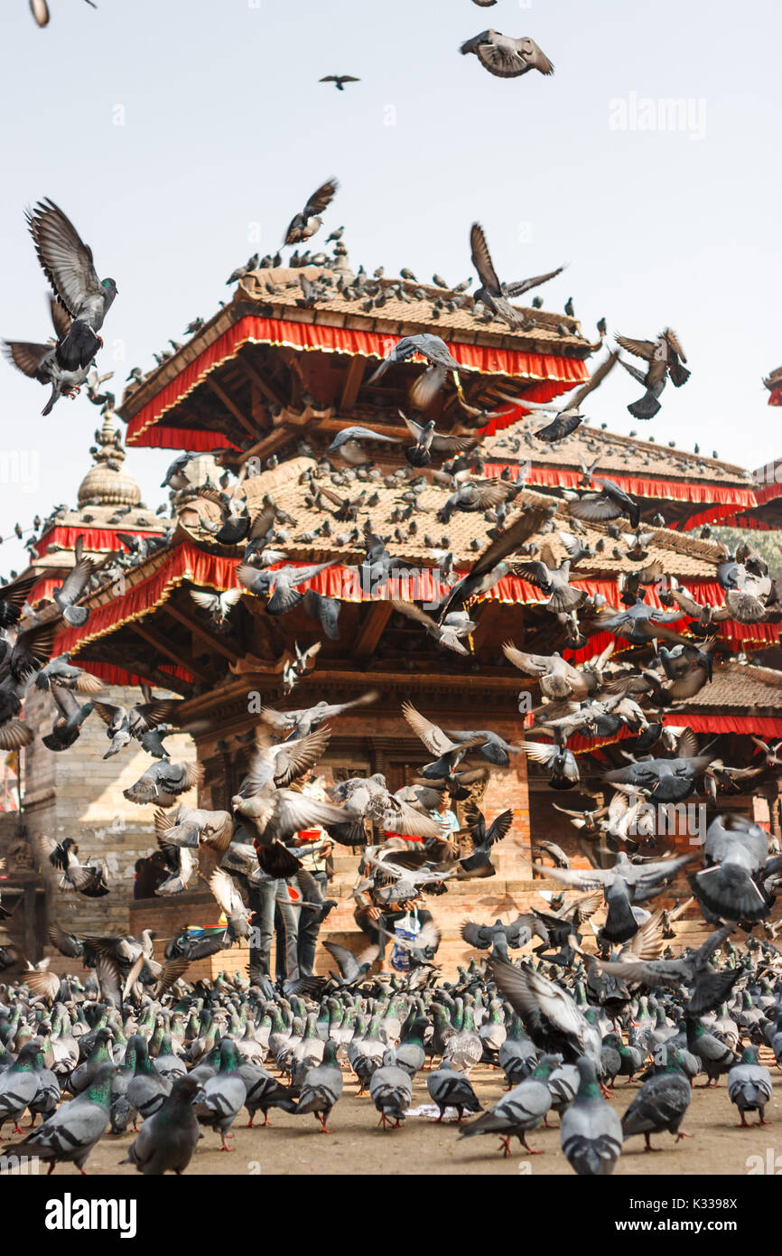 Pigeons covering Kathmandu's Durbar square's temples and pagodas Stock Photo