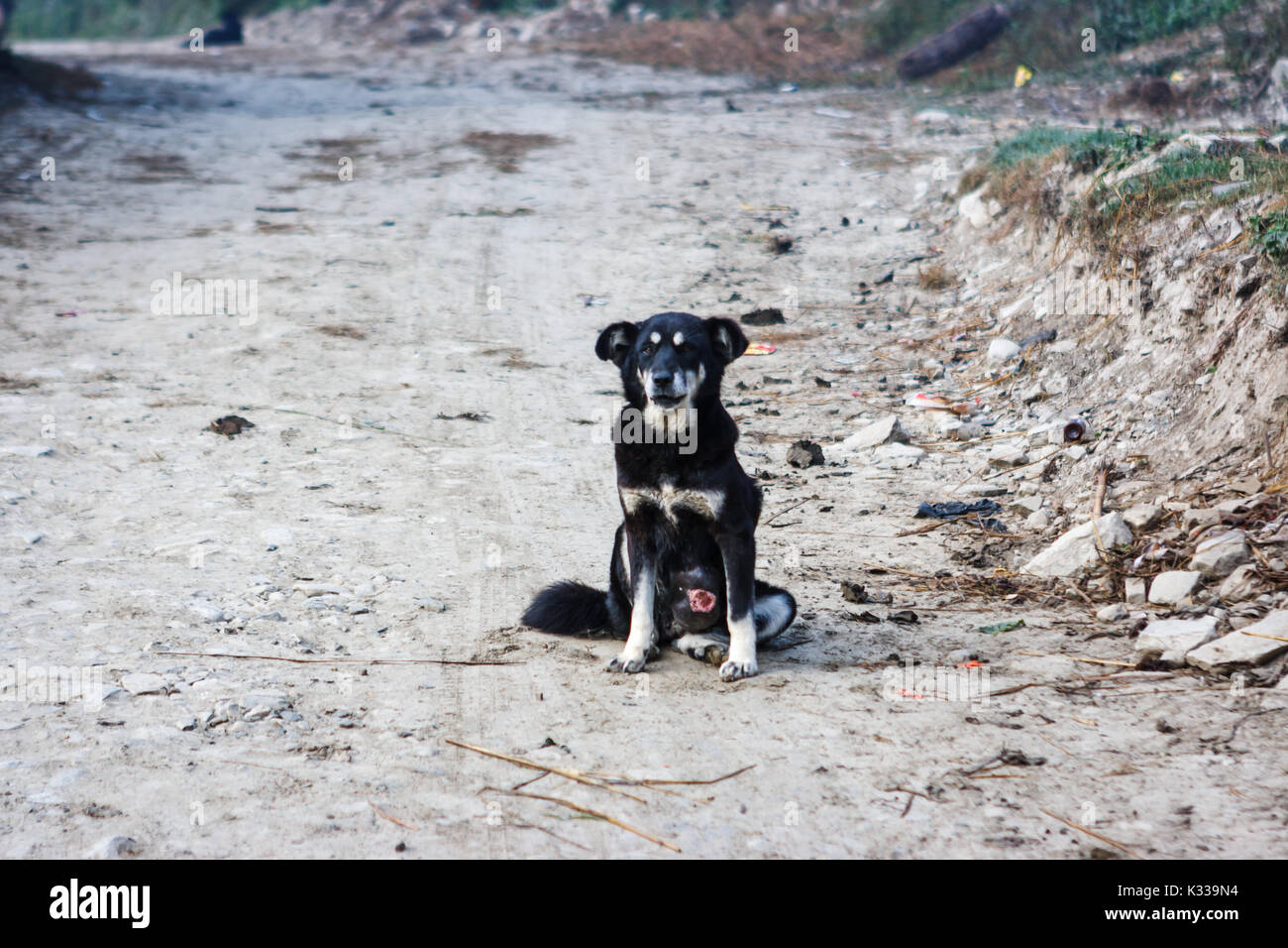 A small dog in a village on the Annapurna Base Camp Trek, Nepal Stock