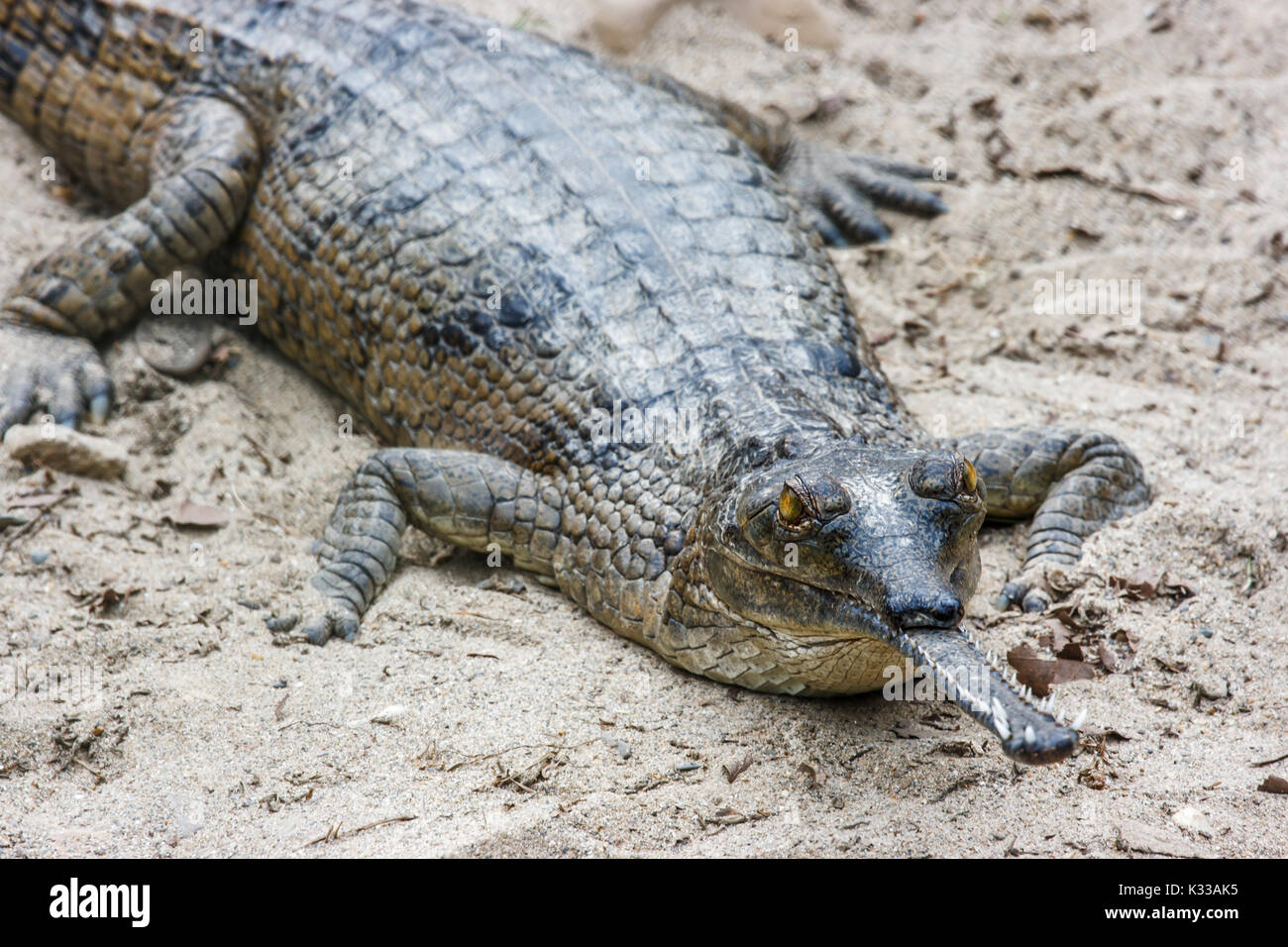 Gharial crocodile with narrow snout at the Chitwan National Park, Nepal Stock Photo