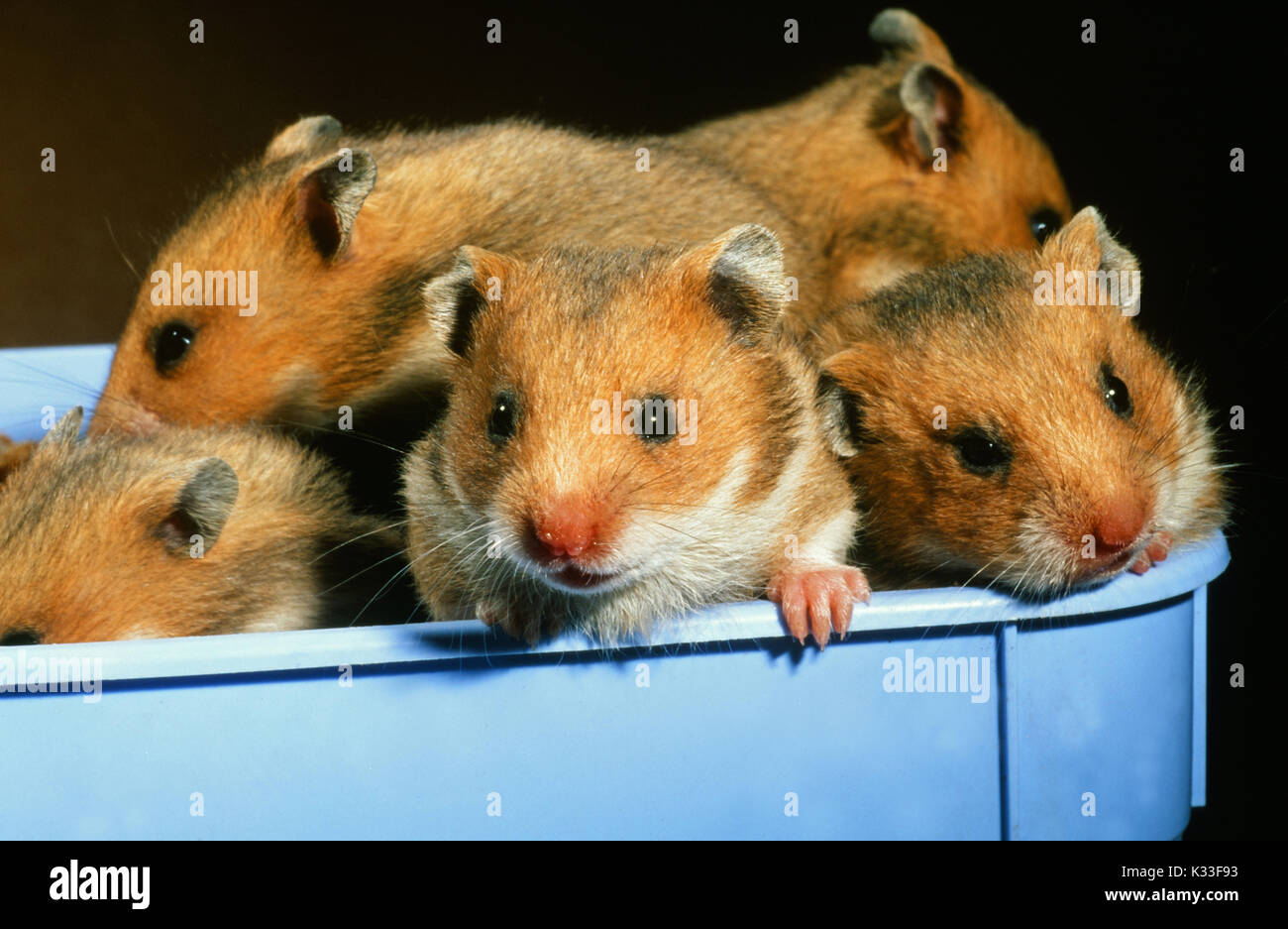 Syrian or Golden Hamsters Mesocricetus auratus. Nearly weaned young, aged 21 days. Stock Photo