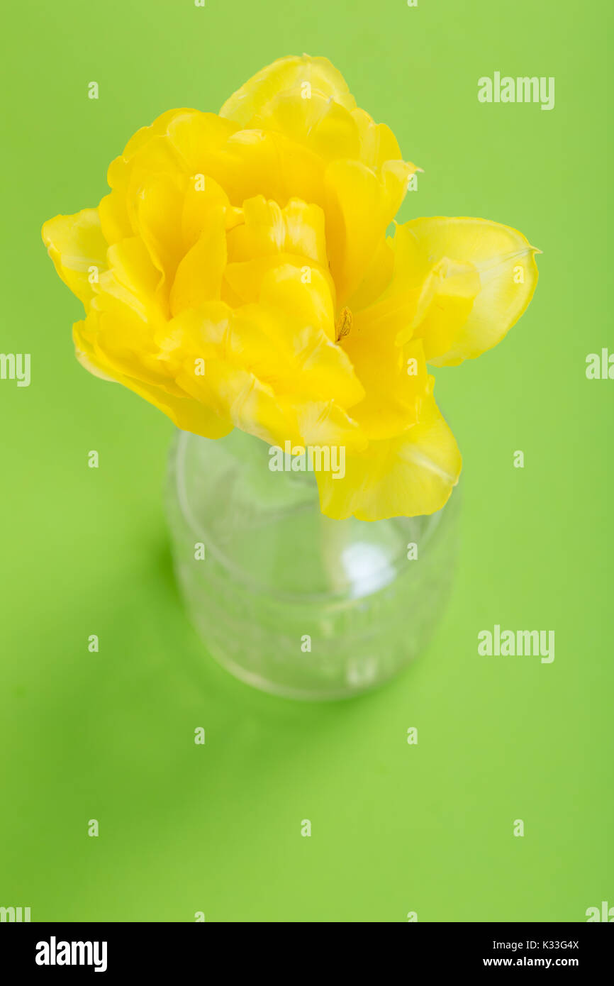yellow tulip on green background Stock Photo - Alamy