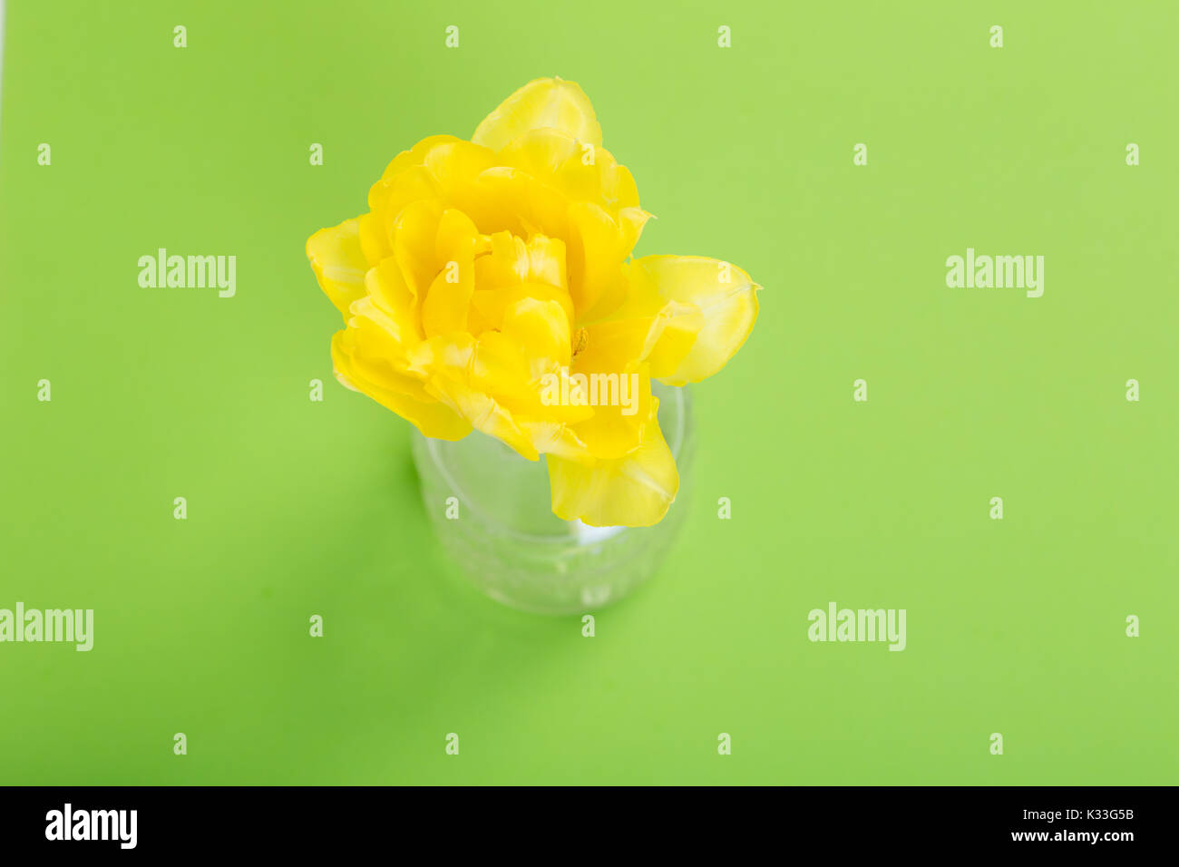 yellow tulip on green background Stock Photo - Alamy