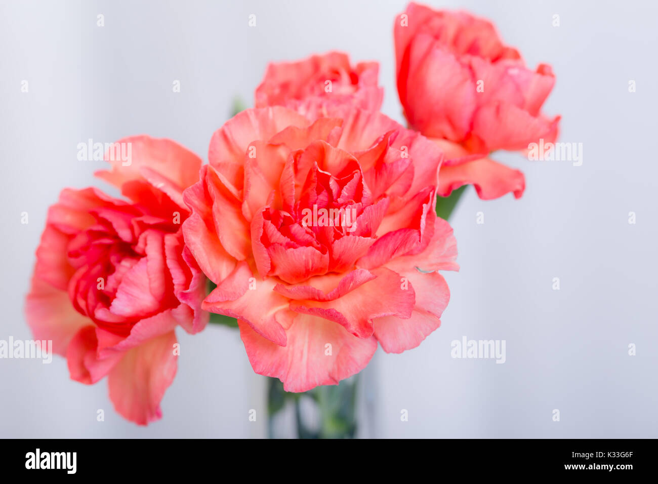Orange carnations hires stock photography and images Alamy