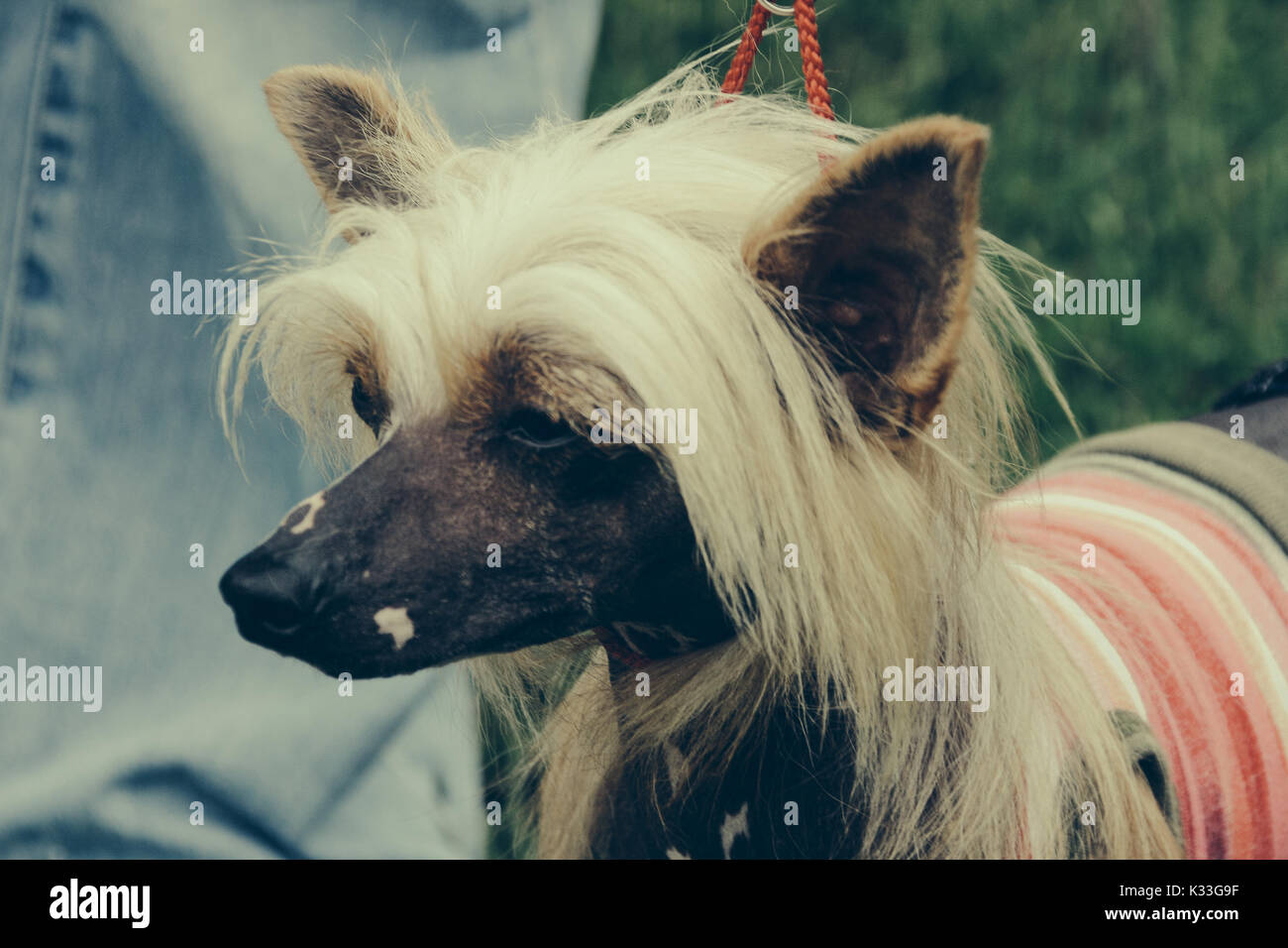 Chinese Crested Dog Stock Photo