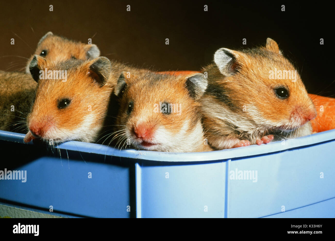 Syrian or Golden Hamsters Mesocricetus auratus. Mobile young, eyes just opening at 21 days old, in a food bowl. Stock Photo