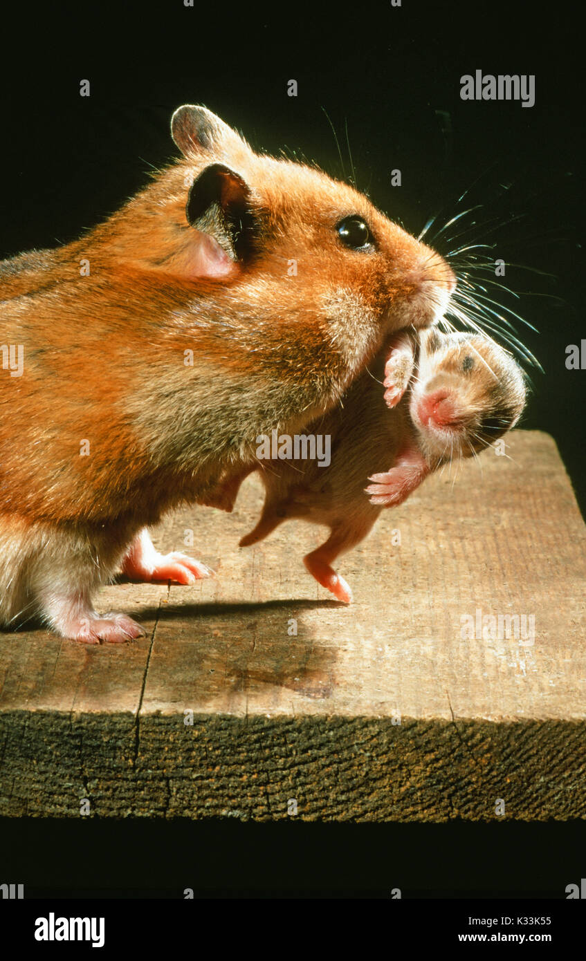 Golden or Syrian Hamster Mescocricetus auratus. Breeding female carrying ten days old young in her mouth. Note mother’s cheek pouches full of food. Stock Photo