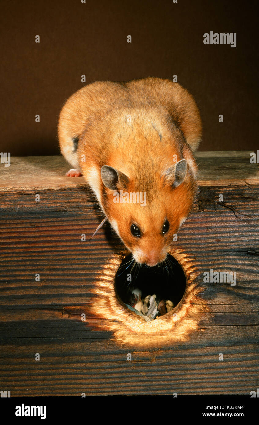 Syrian or Golden Hamster Mesocricetus auratus. Pregnant or gravid female looking into nest box. Stock Photo