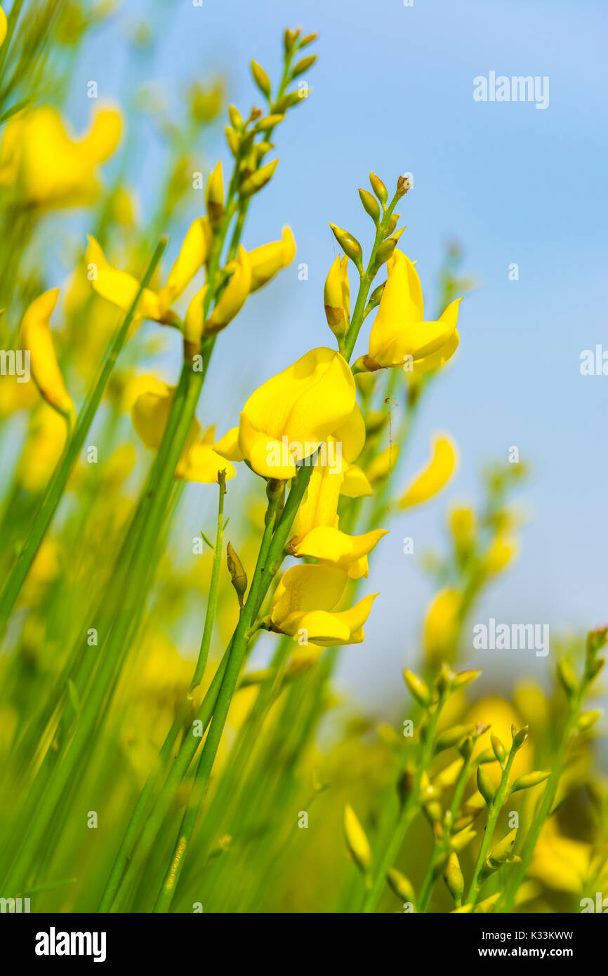 Weavers broom portrait hires stock photography and images Alamy