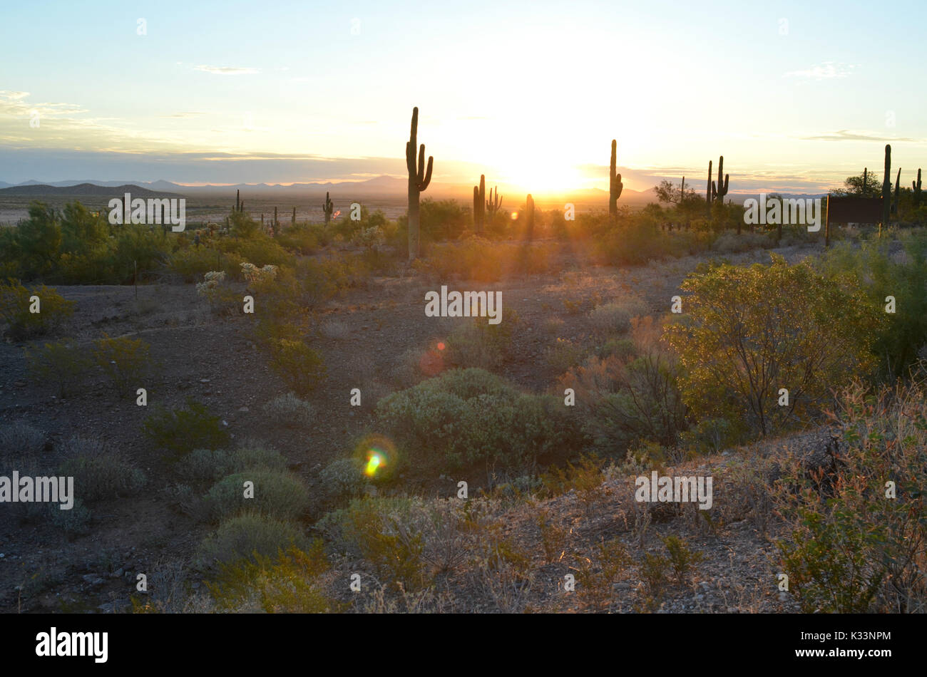 Golden hour in sonoran desert hi-res stock photography and images - Alamy