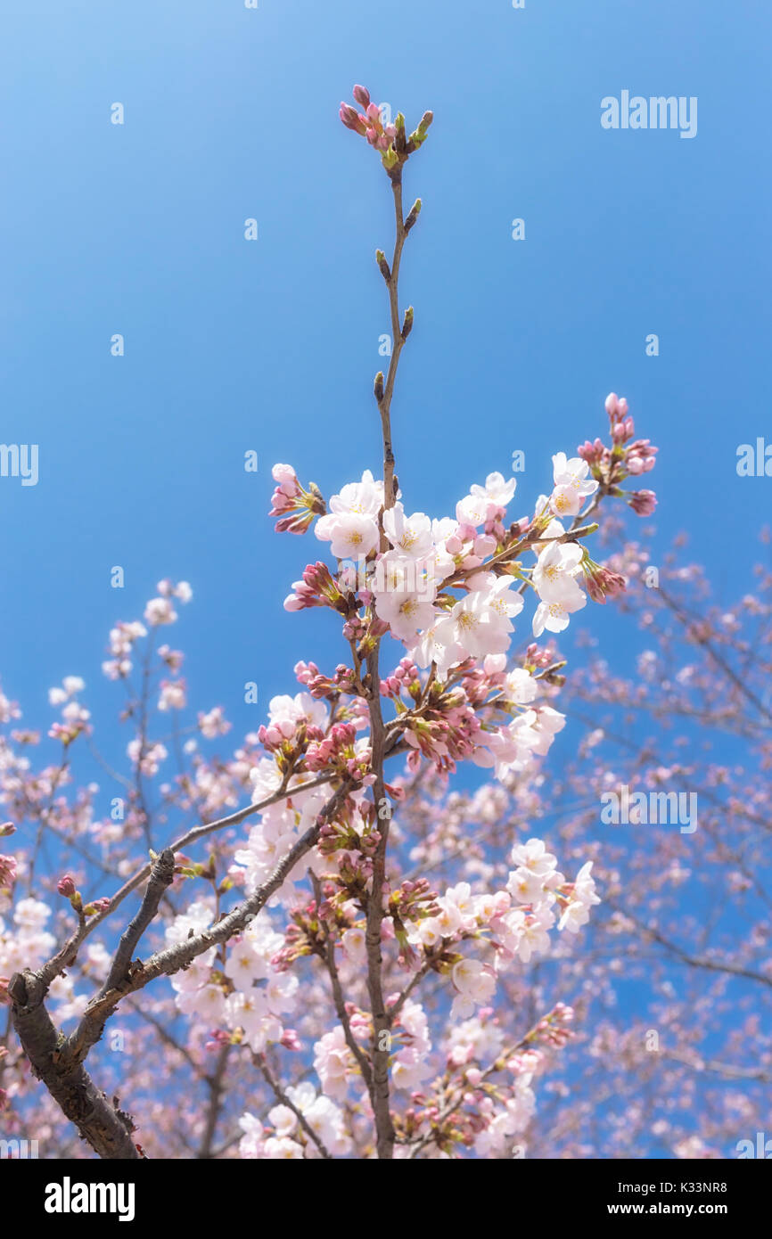 Sakura blossoms in Tokyo Stock Photo Alamy
