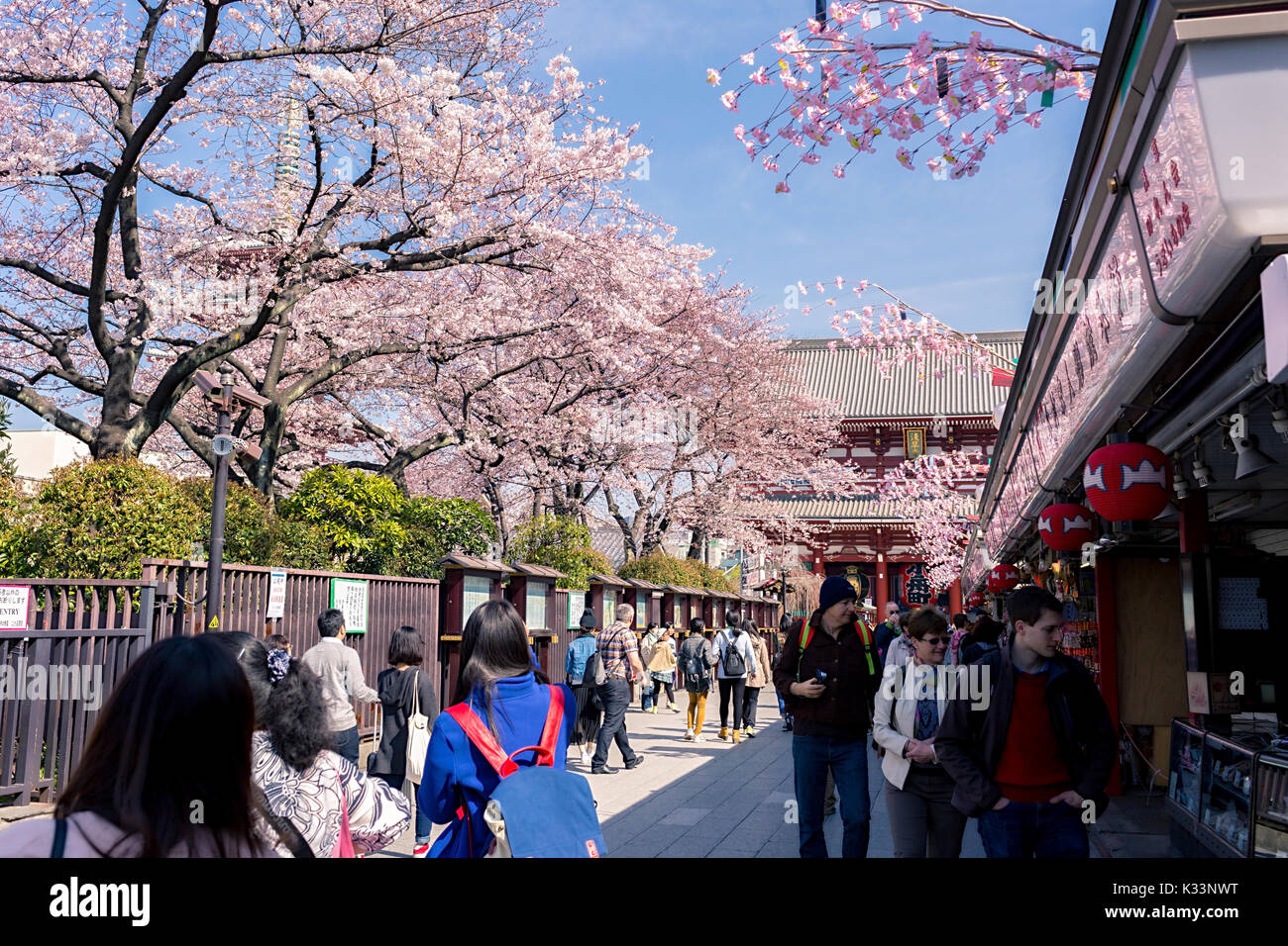 Sakura blossoms in Tokyo Stock Photo - Alamy