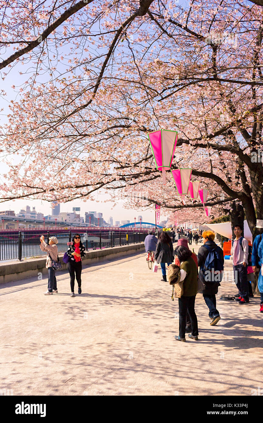 Sakura blossoms in Tokyo Stock Photo - Alamy